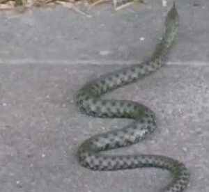 caddede yilan panigi yaklasik 1 metre uzulugunda 4uCyJls6