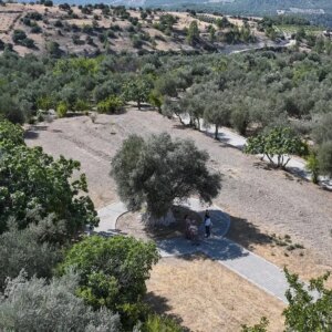 mersindeki 1316 yasindaki anit zeytin agaci rYeYMNbd