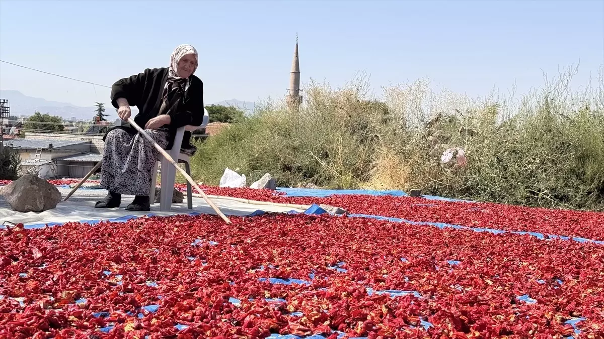 cirgalan biberi lezzetin kaynagi 5SApmfac