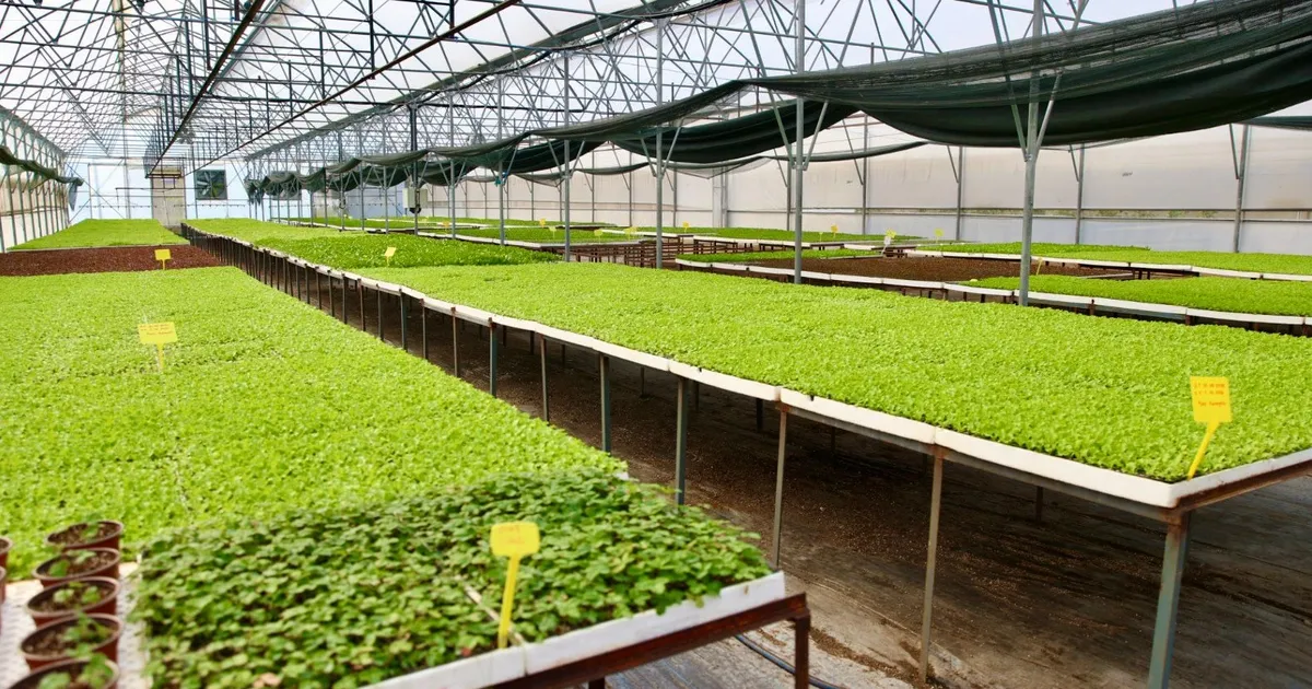 400 bin kislik sebze fidesi dagitima hazir b8YCEQjQ.webp