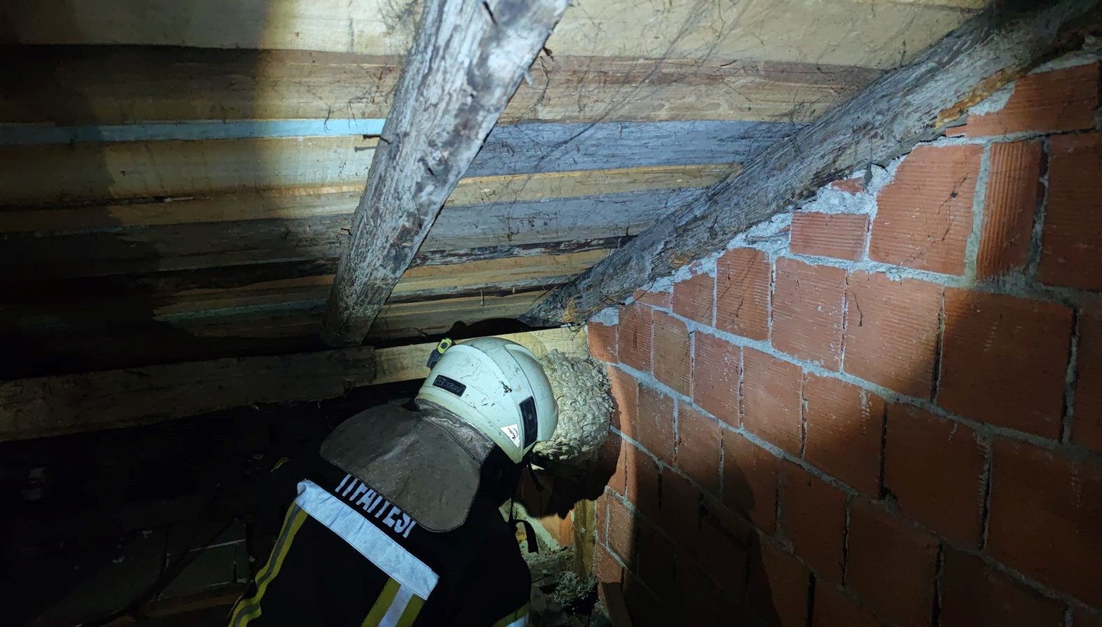 evin catisinda yaban arisi panigi itfaiye ekipleri cikardi Fyxzwb6H.jpg