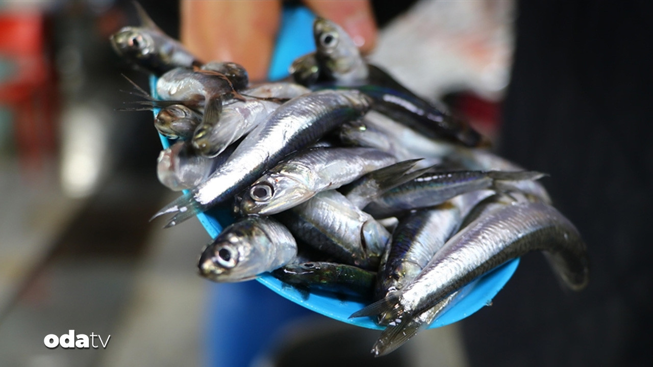 hamsi bu yilin ilk 9 ayinda 19 farkli ulkeye ihrac edildi 3jlR25af.jpg