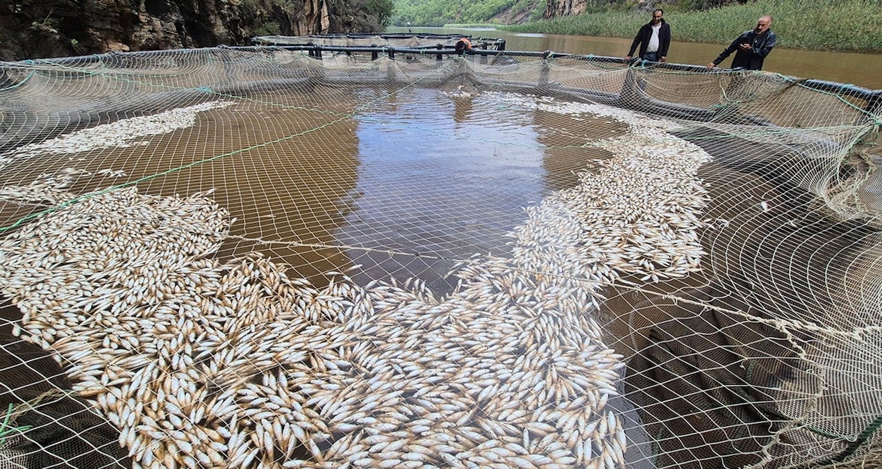 muglada baraj sulari kesildi 600 bin civarinda yavru balik oldu hp7fCEt6