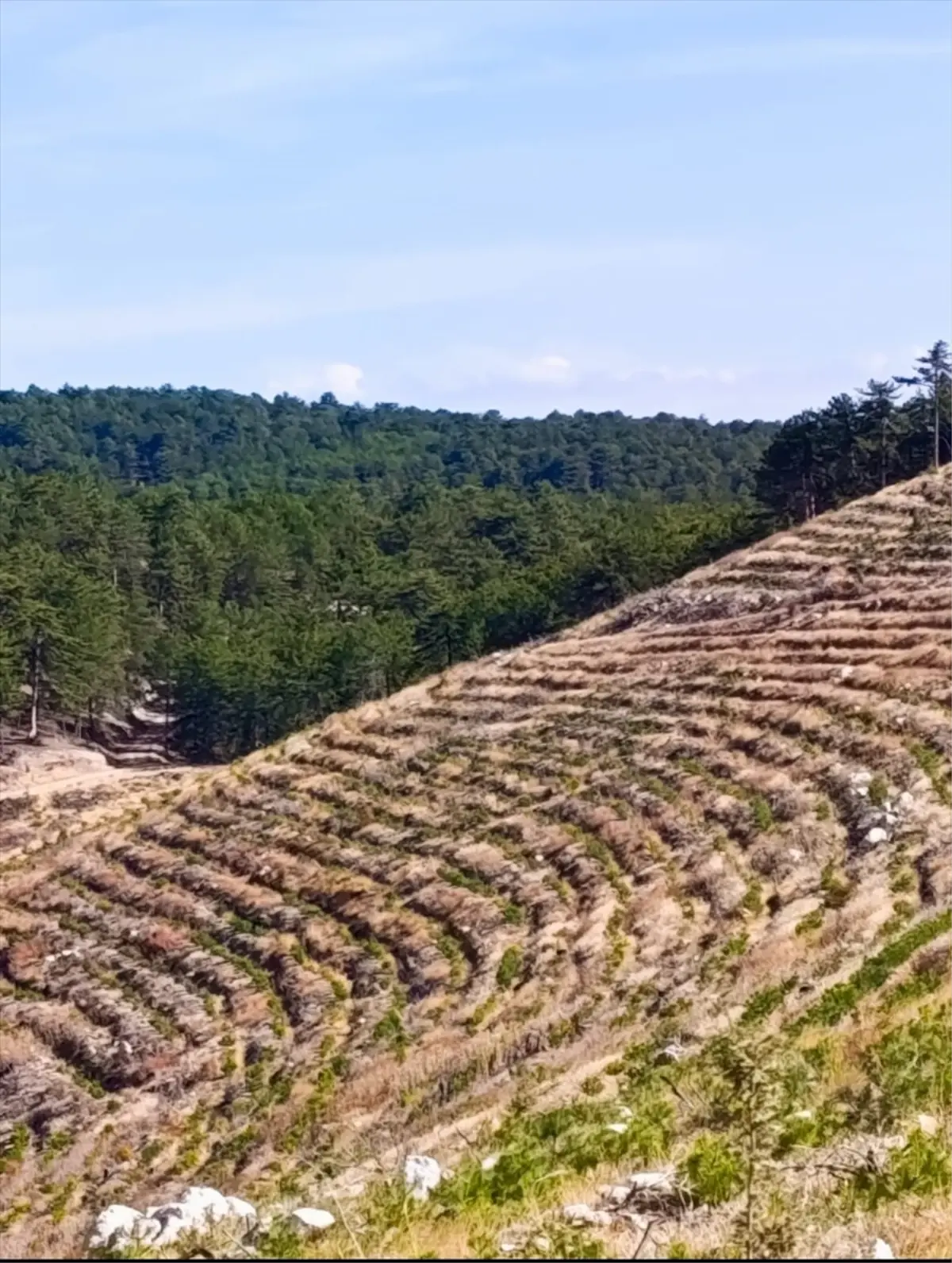 nallihanda yangin sonrasi 2 milyon fidan dikildi WQDvW9UA