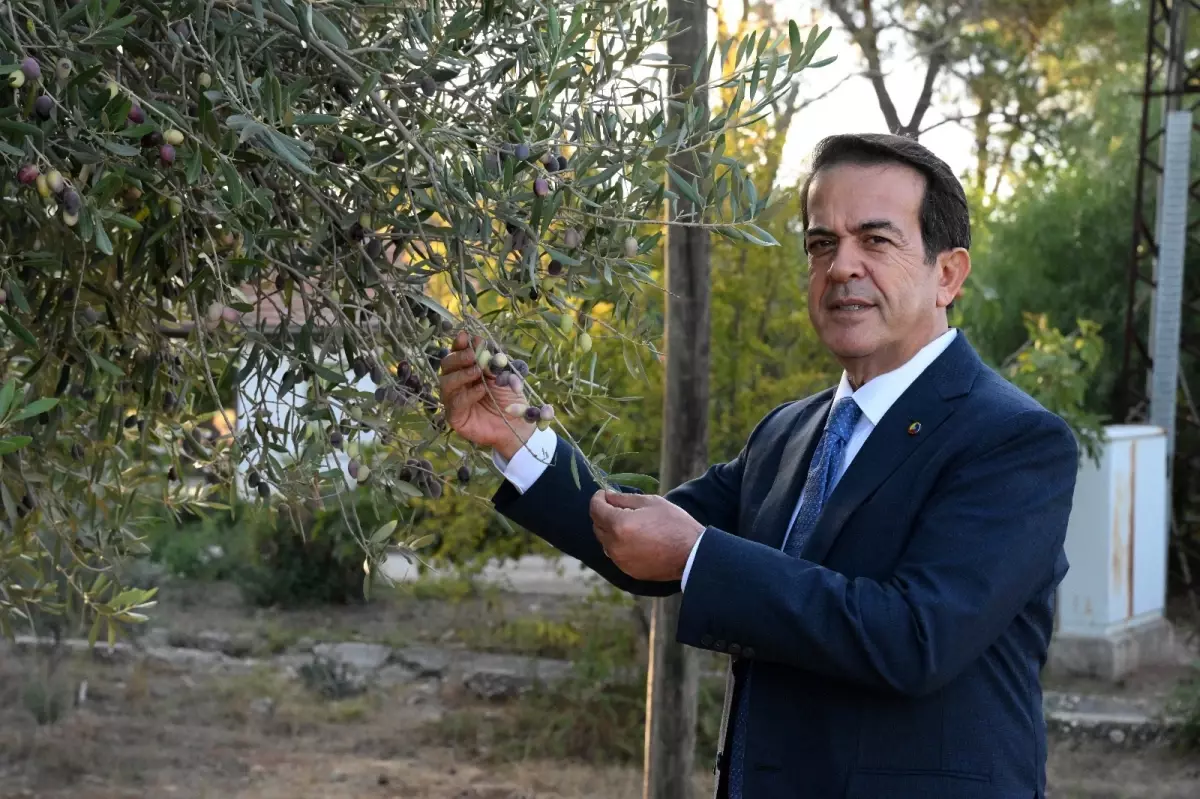 zeytinparkta asirlik zeytin agaclarindan 70 kilogram zeytin bekleniyor QEgQehmw