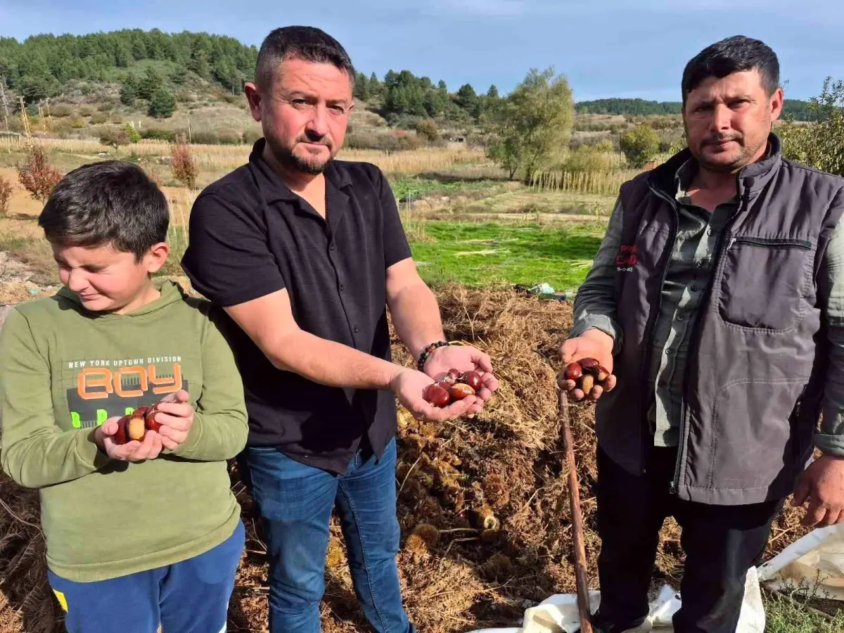 buldanda kestane hasadi basladi 2RryOEuT.jpg