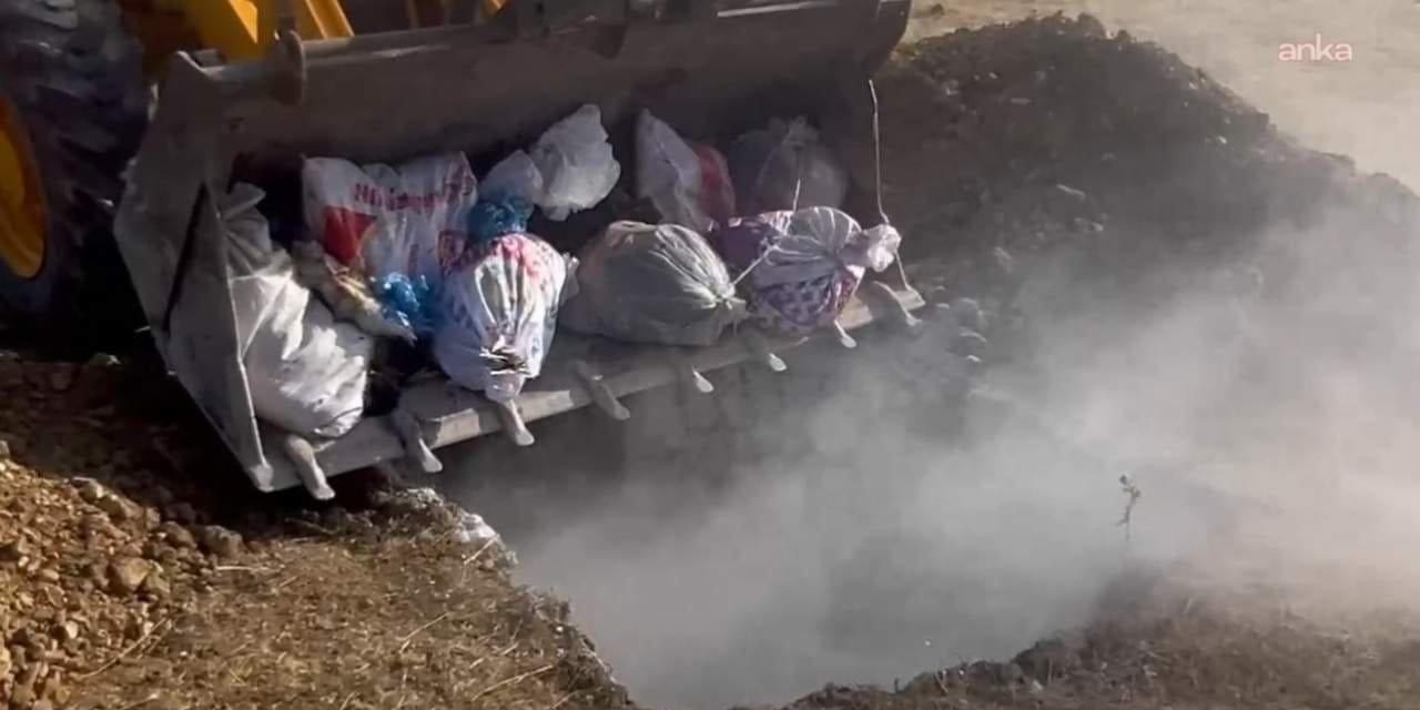 hakkaride hayvan katliami yuzlerce hayvan canli canli gomuldu SNpLSY9p.jpg